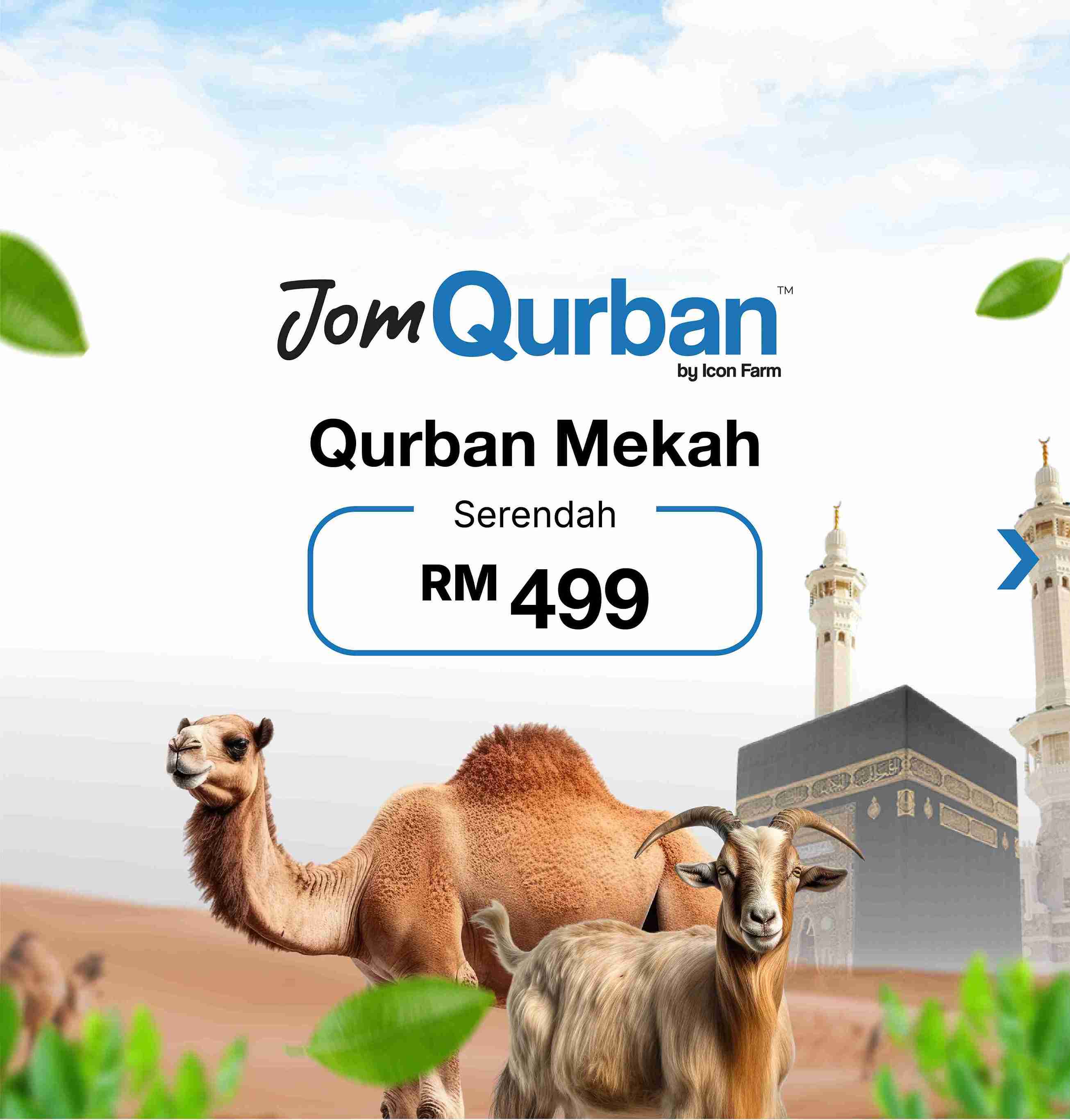 Jomaqiqah & Qurban